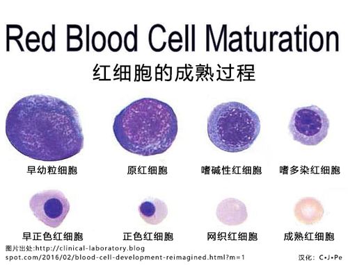 红色软糖红细胞!(上)