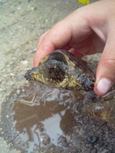 南美拟鳄龟资讯