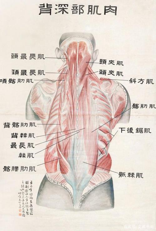 尤无曲绘制的背部肌肉图