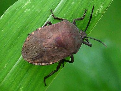 讨论九香虫的功效与作用