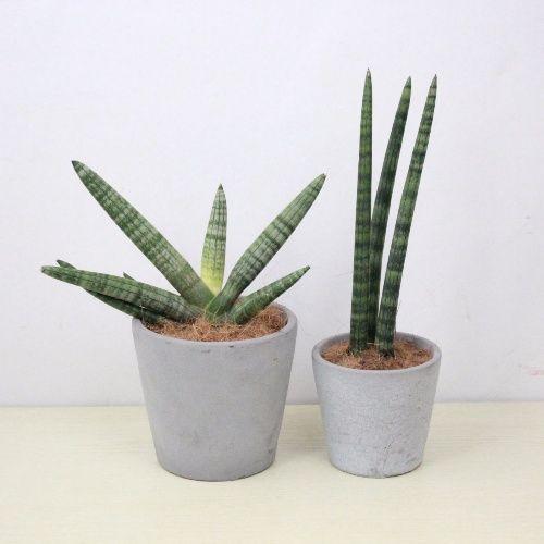 虎皮兰也叫虎尾兰,是一种皮实好养的懒人花卉,为啥是懒人花卉,下