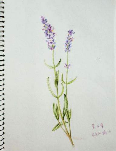 彩色铅笔手绘画 ---花 3