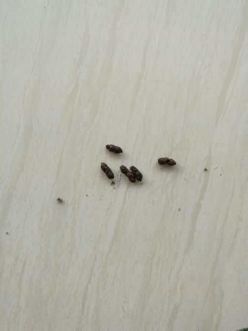 请问这蝙蝠屎么,在家里地板上找到的,吓死人了,求解啊