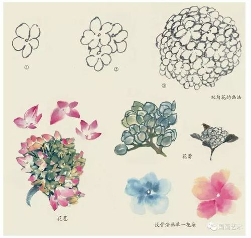 绣球花的画法