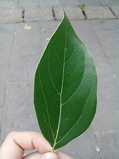 叶脉长度叶片周长手抄报 长度单位手抄报