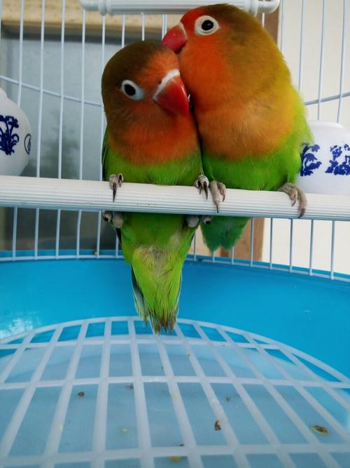 牡丹鹦鹉怎么分雌雄,请看图,哪只是公哪只是母,为什么