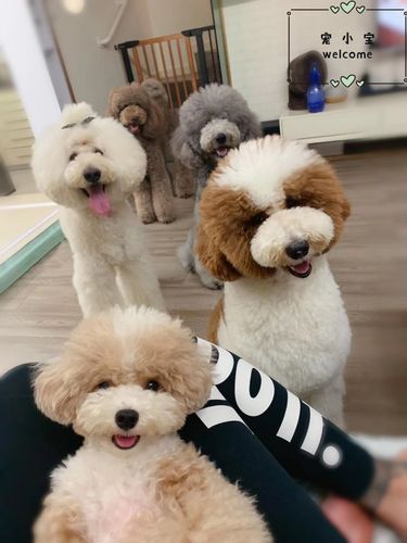 巨贵巨型贵宾犬幼纯种幼犬大泰泰迪大型犬花狗狗