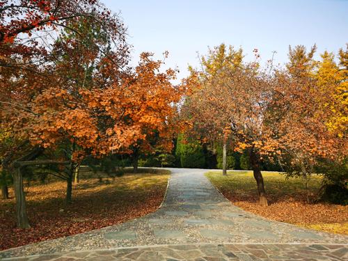秋天的植物园