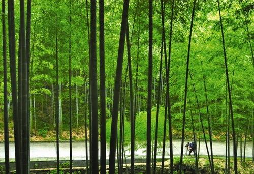 阳羡生态旅游区简介