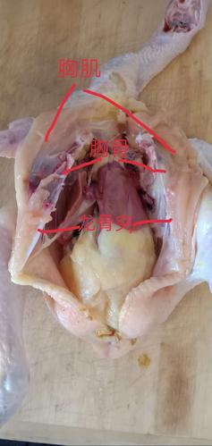 1,鸡的胸肌肌肉发达,两端都附着在胸骨上.