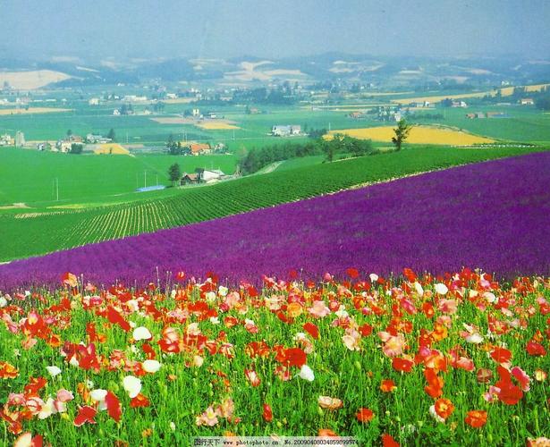 熏衣草春天花草农田,自然大自然紫色唯美美丽风景