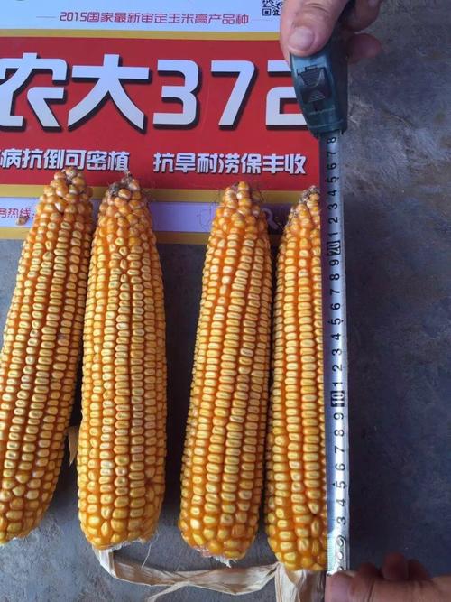 国审玉米种农大372,连续五年表现都优秀!