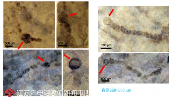 (图为厚壁孢子与异形胞)