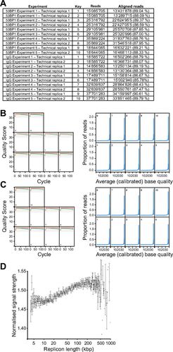 unreplicated dna remaining from unperturbed s phases passes