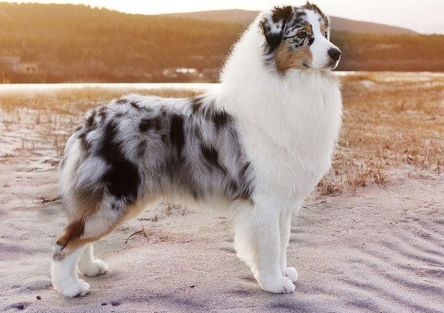 苏格兰牧羊犬