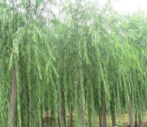 因为垂柳相对于其他柳树来说,外