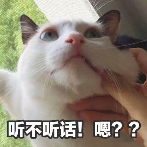 表情包无水印##搞笑表情包
