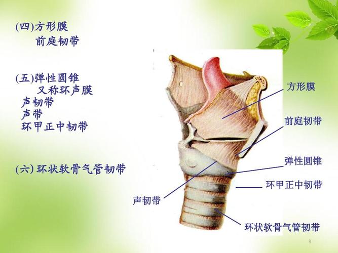 又称环声膜 声韧带 声带 环甲正中韧带 方形膜 前庭韧带 (六)环状软骨
