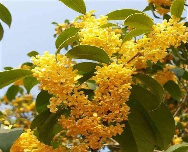 桂花喜阳光,平时一定要给桂花充足的阳光,在阳光下桂花生长会更好