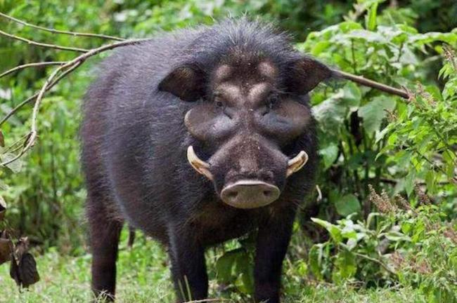 野猪现身合肥市区!特警开枪击毙,全国多省批复控猪,会