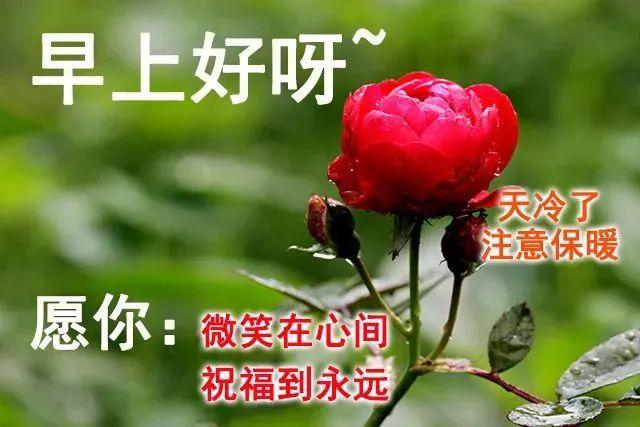 下午好表情图片大全下午好祝福语动态表情鲜花图片深秋下午好暖心问候