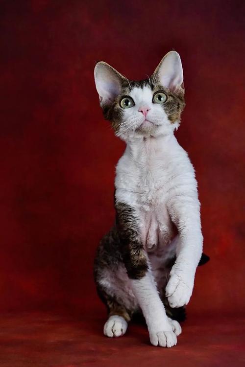 探秘德文卷毛猫品相养护一次说清