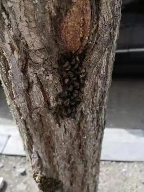 有些树上出现"虫子堆" ……正解在这里!