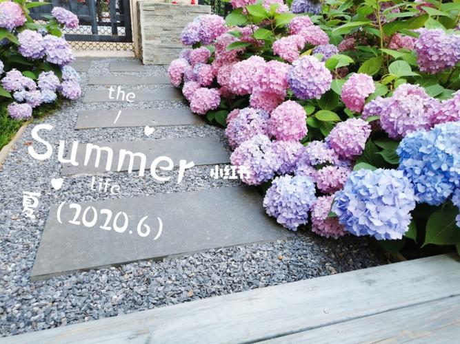 东北庭院植物(二,绣球)_庭院_春天去哪玩_夏天去哪玩