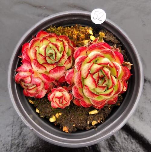 韩系进口精品梦幻玫瑰女王杂交边线正版多肉植物一物