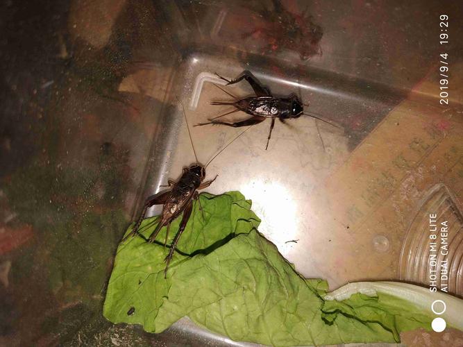 这两只蟋蟀会咬人,叫的很响亮,头顶是金色的,请问值钱