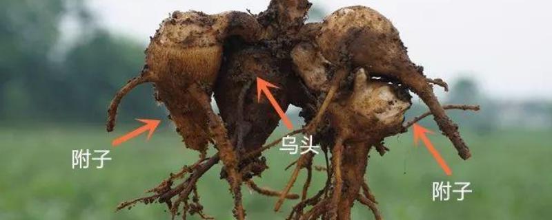 乌头与附子有什么不同,乌头的主要价值