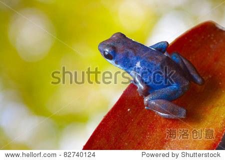 red poison strawberry frog on leaf in tropical jungle of panama