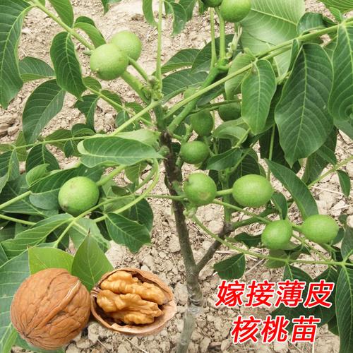 盆栽苗嫁接核桃树核桃薄结果皮地栽皮纸带土南方北方种植当年文玩
