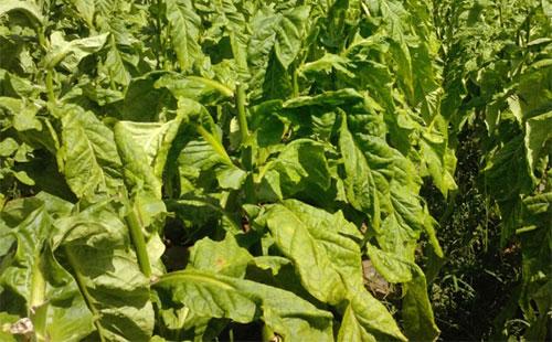 烟草叶斑病的为害症状发生规律及防治方法