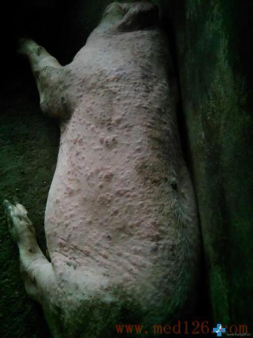 猪病问答:这猪怎么了?帮忙看看,附带了图片