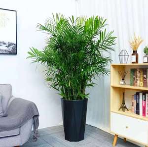 夏威夷竹子盆栽室内凤尾竹植物大型绿植室内吸甲醛净化空气南昌