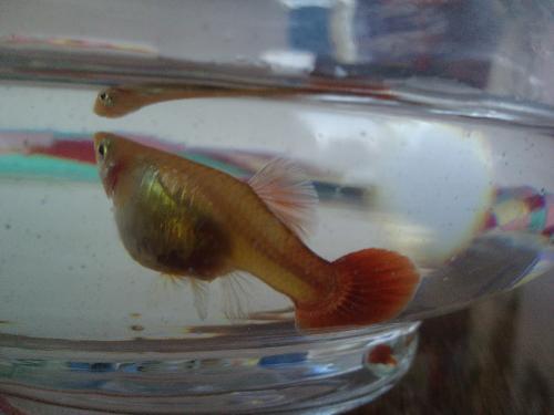 我的孔雀鱼买回来两周多了,一只雄鱼买.