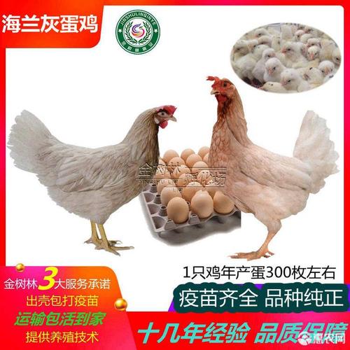 优质海兰灰蛋鸡苗 海兰褐罗曼粉多蛋鸡苗 产蛋王鸡苗
