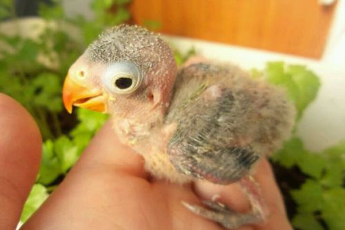 手养牡丹鹦鹉图片