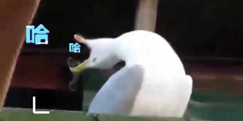 考研人网购有多野看到这10件奇葩好物让人笑出鹅叫