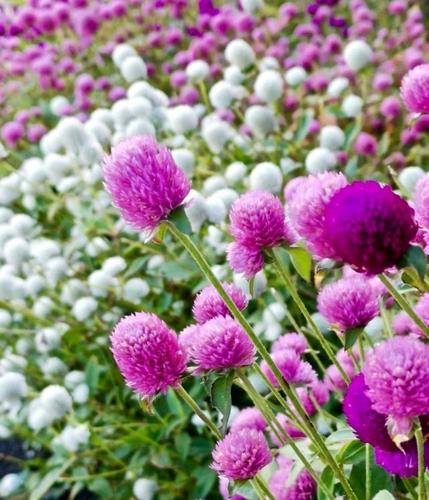 一组封城期间在悉尼皇家植物园晨跑时拍摄的鲜花图,美丽的花儿总能