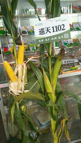 重磅推出黄淮海 东华北 西北三国审玉米新品种 巡天1102为中国玉米