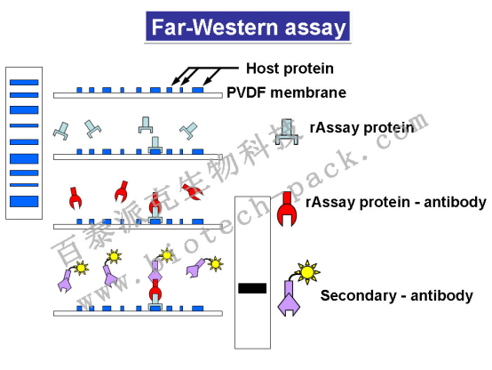 far-western blot分析