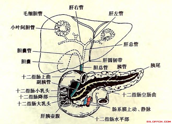 2018山西医疗卫生医学基础知识:肝外胆道系统的应用有