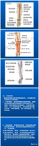 下肢动脉的解剖图及详细内容!