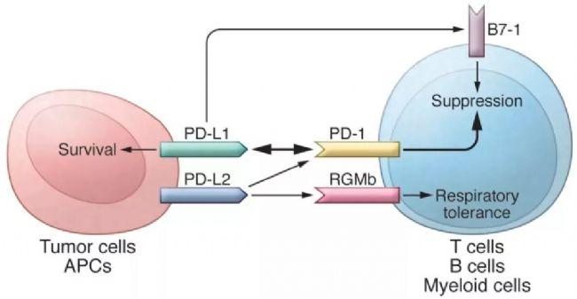 成绩斐然的pdl1联合疗法在肿瘤治疗的显著成就