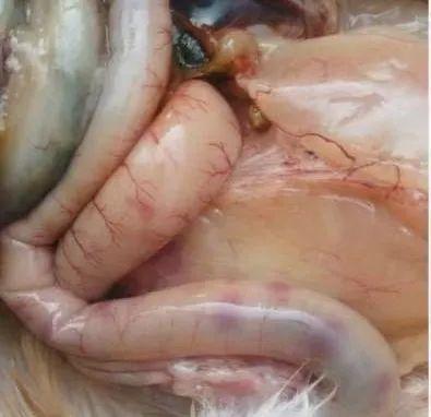 鸡坏死性肠炎有哪些症状鸡得了坏死性肠炎该怎么办