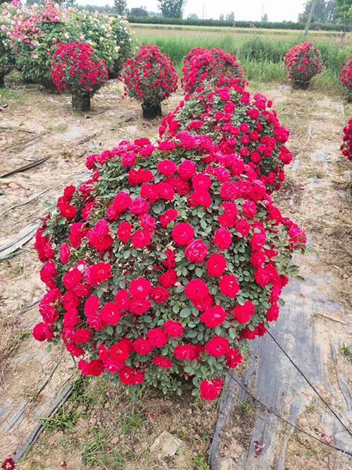 造型多样,有圆球型,扇面型,瀑布型,微型等;既保留了一般月季的