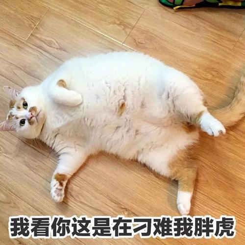 望着自己 日渐浑圆的肚皮