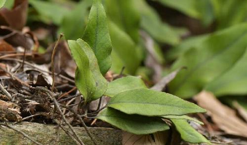  i>pyrrosia petiolosa /i> (christ) ching)是水龙骨科石韦属植物